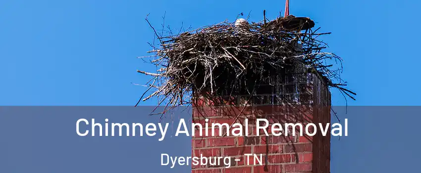  Chimney Animal Removal Dyersburg - TN